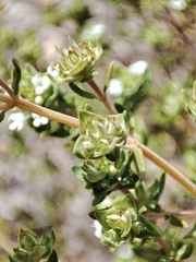 Thymus capitellatus