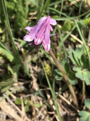 Corydalis pauciflora