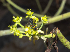 Cerceris concinna