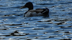 Anas platyrhynchos