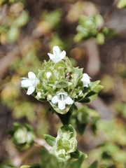 Thymus capitellatus