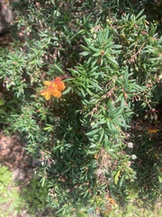 Berberis × stenophylla