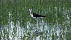 Himantopus himantopus