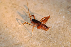 Penalva flavocalceata