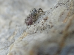 Salticidae