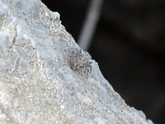 Salticidae