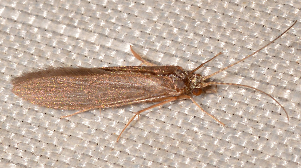 Holocentropus flavus