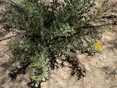 Heterotheca hirsutissima