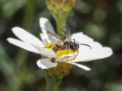 Cerceris concinna