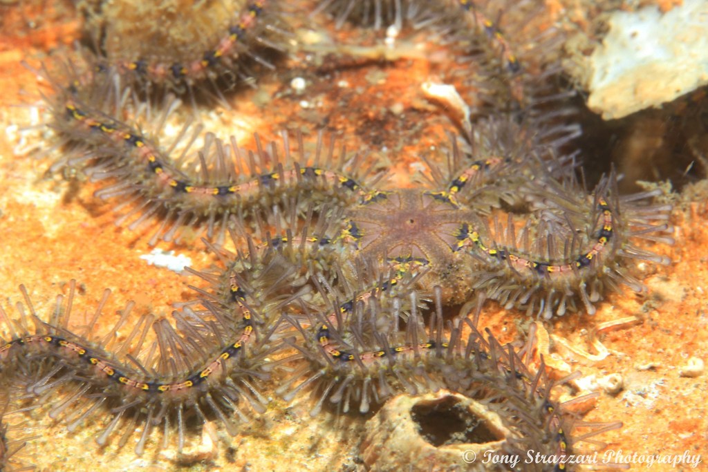 Macrophiothrix spongicola