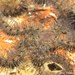 Ophiothrix spongicola - Photo (c) Tony Strazzari, algunos derechos reservados (CC BY-NC), subido por Tony Strazzari