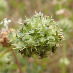 Acaena pinnatifida californica