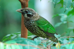 Ailuroedus maculosus