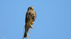 Falco tinnunculus