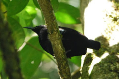 Ptiloris victoriae