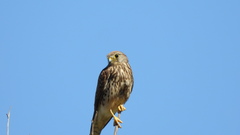 Falco tinnunculus
