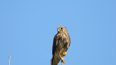 Falco tinnunculus