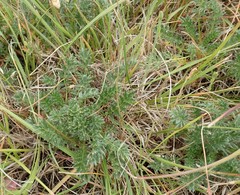 Acaena pinnatifida californica