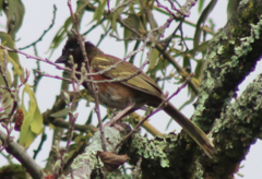 Pipilo maculatus macronyx