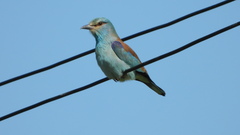 Coracias garrulus