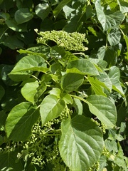 Hydrangea petiolaris