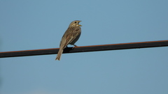 Emberiza calandra