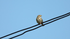 Emberiza calandra