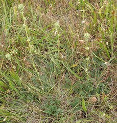 Acaena pinnatifida californica