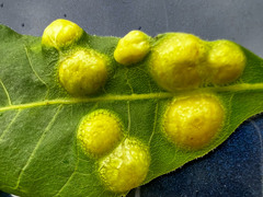 Phylloxera russellae