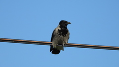 Corvus cornix