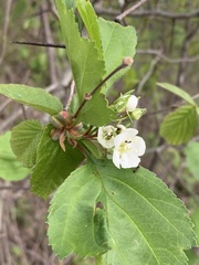 Crataegus submollis