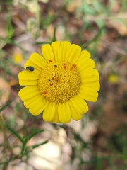 Lepidophorum repandum