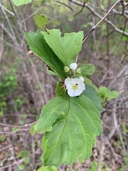Crataegus submollis
