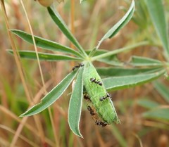 Glaucopsyche lygdamus