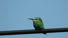 Merops persicus