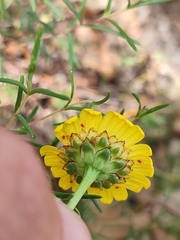 Lepidophorum repandum