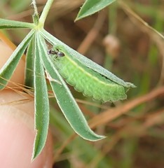 Glaucopsyche lygdamus