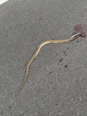 Pituophis catenifer sayi