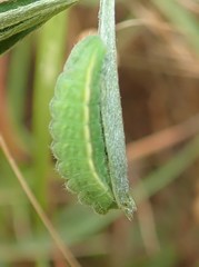 Glaucopsyche lygdamus