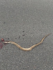 Pituophis catenifer sayi