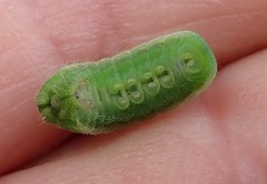 Glaucopsyche lygdamus