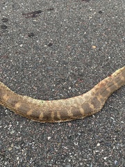 Pituophis catenifer sayi