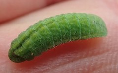 Glaucopsyche lygdamus