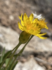 Stenotus armerioides