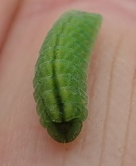 Glaucopsyche lygdamus