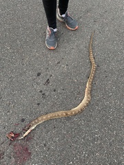 Pituophis catenifer sayi