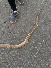 Pituophis catenifer sayi