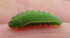 Glaucopsyche lygdamus