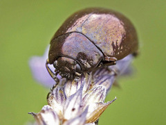 Chrysolina gemina
