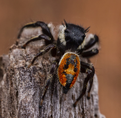 Phidippus insignarius